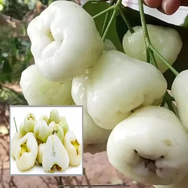 White Water Apple